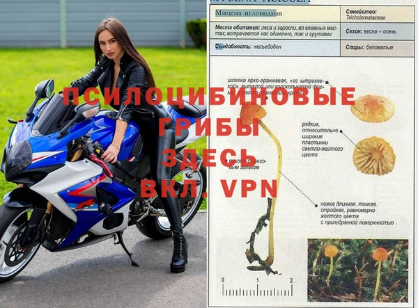 прущие грибы Алексин